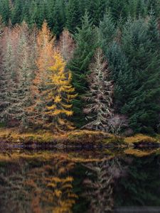 Preview wallpaper trees, forest, shore, river, reflection, nature