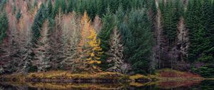 Preview wallpaper trees, forest, shore, river, reflection, nature
