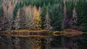 Preview wallpaper trees, forest, shore, river, reflection, nature