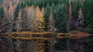 Preview wallpaper trees, forest, shore, river, reflection, nature