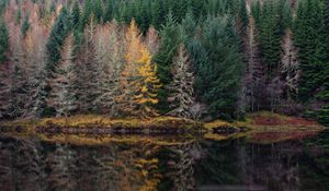 Preview wallpaper trees, forest, shore, river, reflection, nature