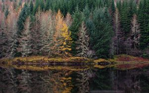 Preview wallpaper trees, forest, shore, river, reflection, nature