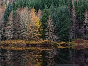 Preview wallpaper trees, forest, shore, river, reflection, nature