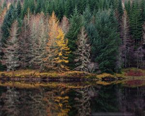 Preview wallpaper trees, forest, shore, river, reflection, nature