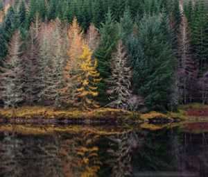 Preview wallpaper trees, forest, shore, river, reflection, nature