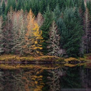 Preview wallpaper trees, forest, shore, river, reflection, nature