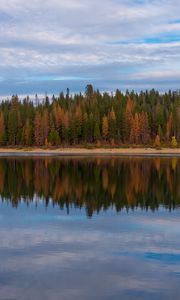 Preview wallpaper trees, forest, shore, reflection, lake, nature