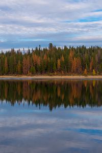 Preview wallpaper trees, forest, shore, reflection, lake, nature