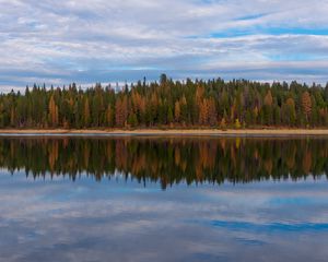 Preview wallpaper trees, forest, shore, reflection, lake, nature