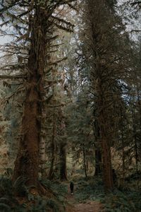 Preview wallpaper trees, forest, silhouette, path, tropics