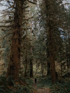 Preview wallpaper trees, forest, silhouette, path, tropics