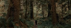 Preview wallpaper trees, forest, silhouette, path, tropics