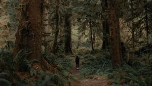Preview wallpaper trees, forest, silhouette, path, tropics
