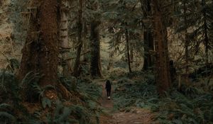 Preview wallpaper trees, forest, silhouette, path, tropics