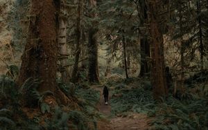 Preview wallpaper trees, forest, silhouette, path, tropics