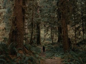Preview wallpaper trees, forest, silhouette, path, tropics