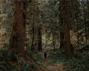 Preview wallpaper trees, forest, silhouette, path, tropics
