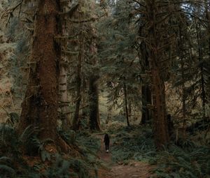 Preview wallpaper trees, forest, silhouette, path, tropics