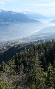 Preview wallpaper trees, forest, slope, valley, mountains, fog