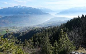 Preview wallpaper trees, forest, slope, valley, mountains, fog