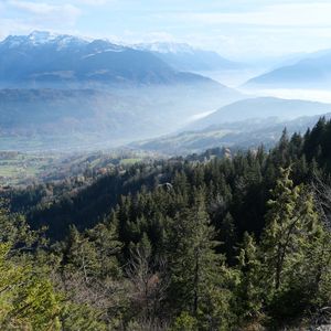 Preview wallpaper trees, forest, slope, valley, mountains, fog