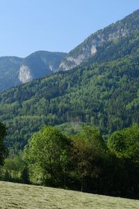 Preview wallpaper trees, forest, slope, landscape, nature