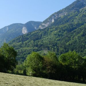 Preview wallpaper trees, forest, slope, landscape, nature