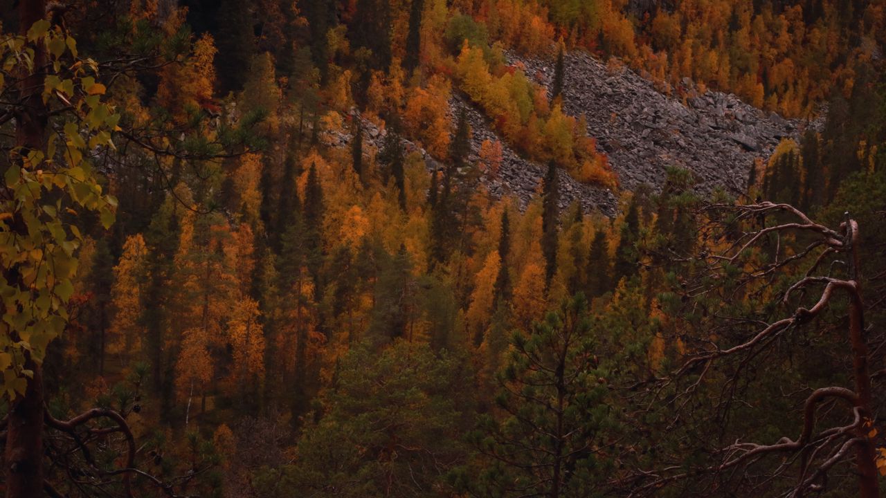 Wallpaper trees, forest, slope, autumn, nature