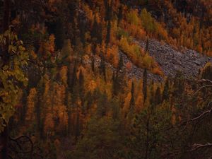 Preview wallpaper trees, forest, slope, autumn, nature