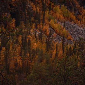 Preview wallpaper trees, forest, slope, autumn, nature