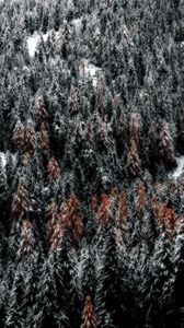 Preview wallpaper trees, forest, snow, top view