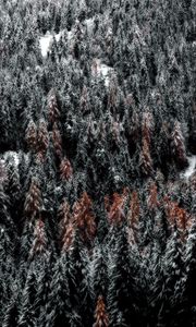 Preview wallpaper trees, forest, snow, top view