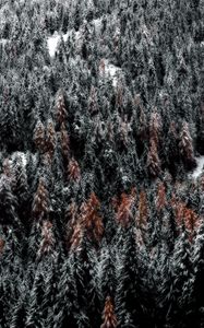 Preview wallpaper trees, forest, snow, top view