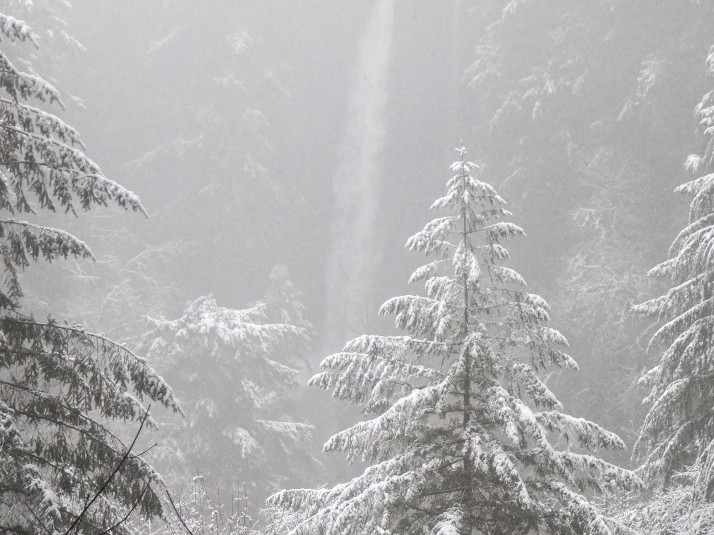 1400x1050 Wallpaper trees, forest, snow, winter, pine needles