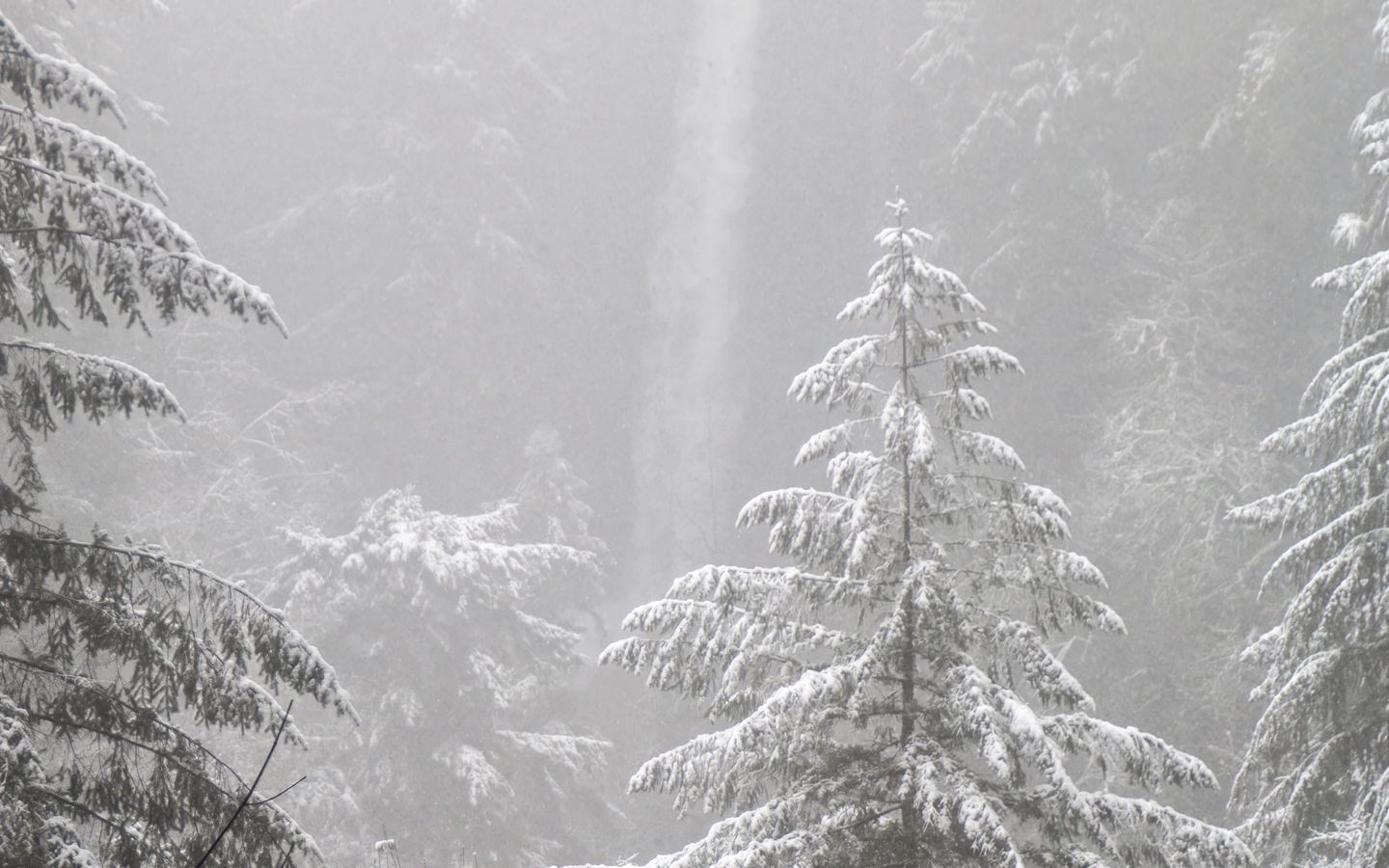 1440x900 Wallpaper trees, forest, snow, winter, pine needles