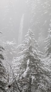 Preview wallpaper trees, forest, snow, winter, pine needles