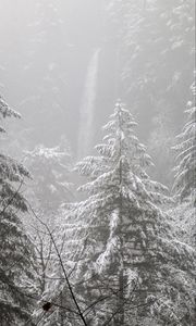 Preview wallpaper trees, forest, snow, winter, pine needles