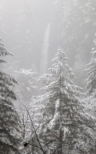 Preview wallpaper trees, forest, snow, winter, pine needles