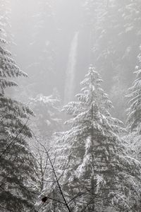 Preview wallpaper trees, forest, snow, winter, pine needles