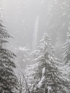 Preview wallpaper trees, forest, snow, winter, pine needles