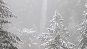 Preview wallpaper trees, forest, snow, winter, pine needles