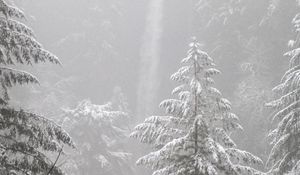 Preview wallpaper trees, forest, snow, winter, pine needles