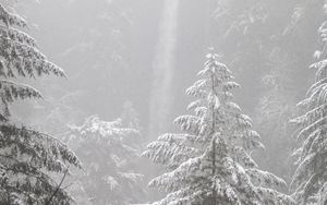 Preview wallpaper trees, forest, snow, winter, pine needles