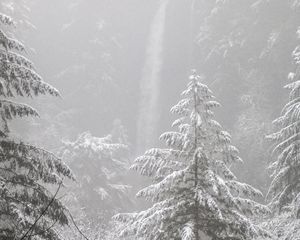 Preview wallpaper trees, forest, snow, winter, pine needles