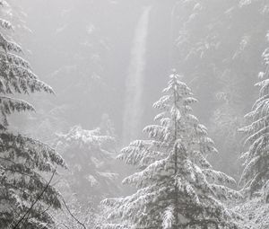 Preview wallpaper trees, forest, snow, winter, pine needles