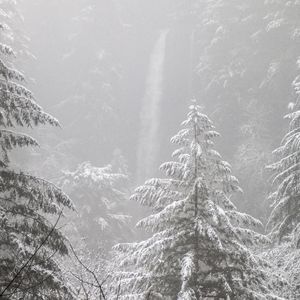 Preview wallpaper trees, forest, snow, winter, pine needles