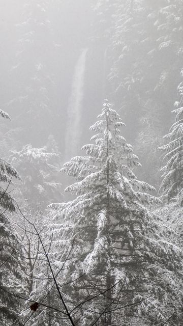 360x640 Wallpaper trees, forest, snow, winter, pine needles