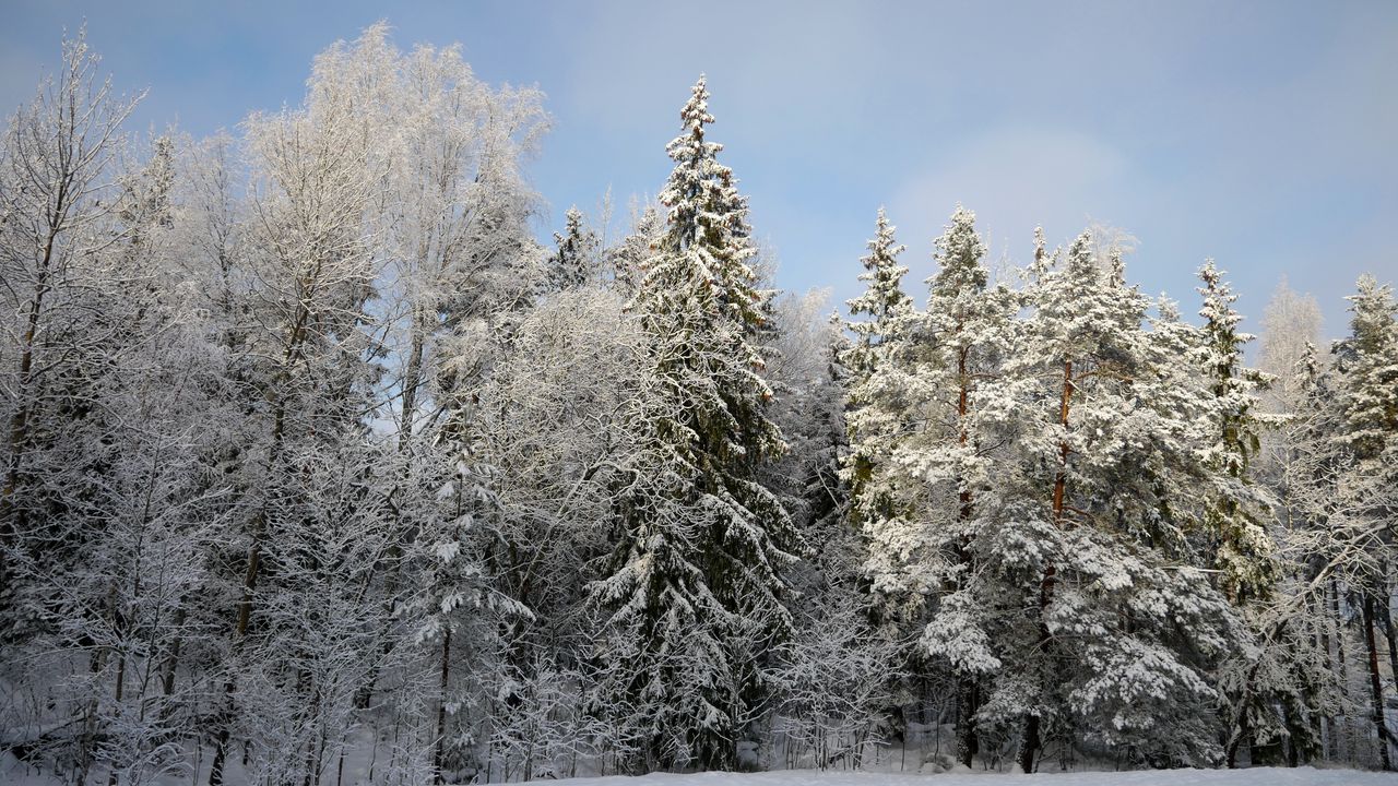 Wallpaper trees, forest, snow, winter, nature