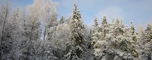 Preview wallpaper trees, forest, snow, winter, nature