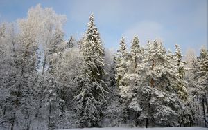 Preview wallpaper trees, forest, snow, winter, nature